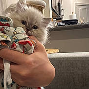 Chewie joined the competition — help win amazing prizes! kitten, cat, animal, pet, blanket, hand, indoor, living_room, couch, kitchen, furniture, cozy, cute, fur, curious, domestic, young, soft, colorful, pattern