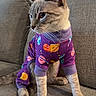 Louie is registered to the contest to win money with this photo: cat, pet, feline, animal, clothing, onesie, purple, space_theme, planets, sitting, couch, indoor, fur, ears, whiskers, tail, cute, domestic, portrait, cozy