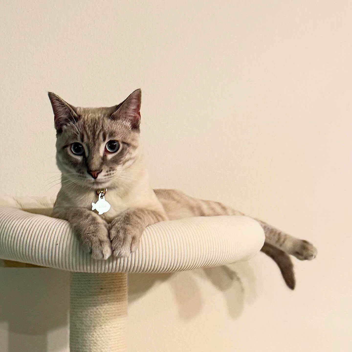 Louie joined the competition — help win amazing prizes! cat, feline, pet, indoor, cat_tree, relaxed, animal, cute, domestic_cat, whiskers, ears, paws, collar, tag, resting, portrait, mammal, fur, eyes, beige_background