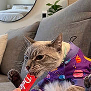 Louie joined the competition — help win amazing prizes! cat, gray_couch, hoodie, colorful_clothing, hand, biting, red_object, living_room, mirror, bed, plant, furniture, indoor, pet, animal, cozy, casual, home, relaxed, portrait