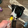 black_and_white, collar, curious, dog, floor, hand, human_hand, indoor, paw, pet, plush_toy, popsicle, purple_toy, shadow, sniffing, sunlight, toy, vent, wooden_floor, yellow_popsicle