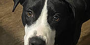 Breta is registered to the contest to win money with this photo: animal, black_and_white, brown_eyes, canine, close_up, collar, curious, dog, domestic, ears, floor, household, indoor, laundry_basket, looking_up, paws, pet, portrait, standing, towels