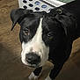 Breta is registered to the contest to win money with this photo: dog, black_and_white, pet, indoor, floor, laundry_basket, towels, curious, looking_up, canine, animal, domestic, ears, paws, collar, brown_eyes, standing, household, close_up, portrait