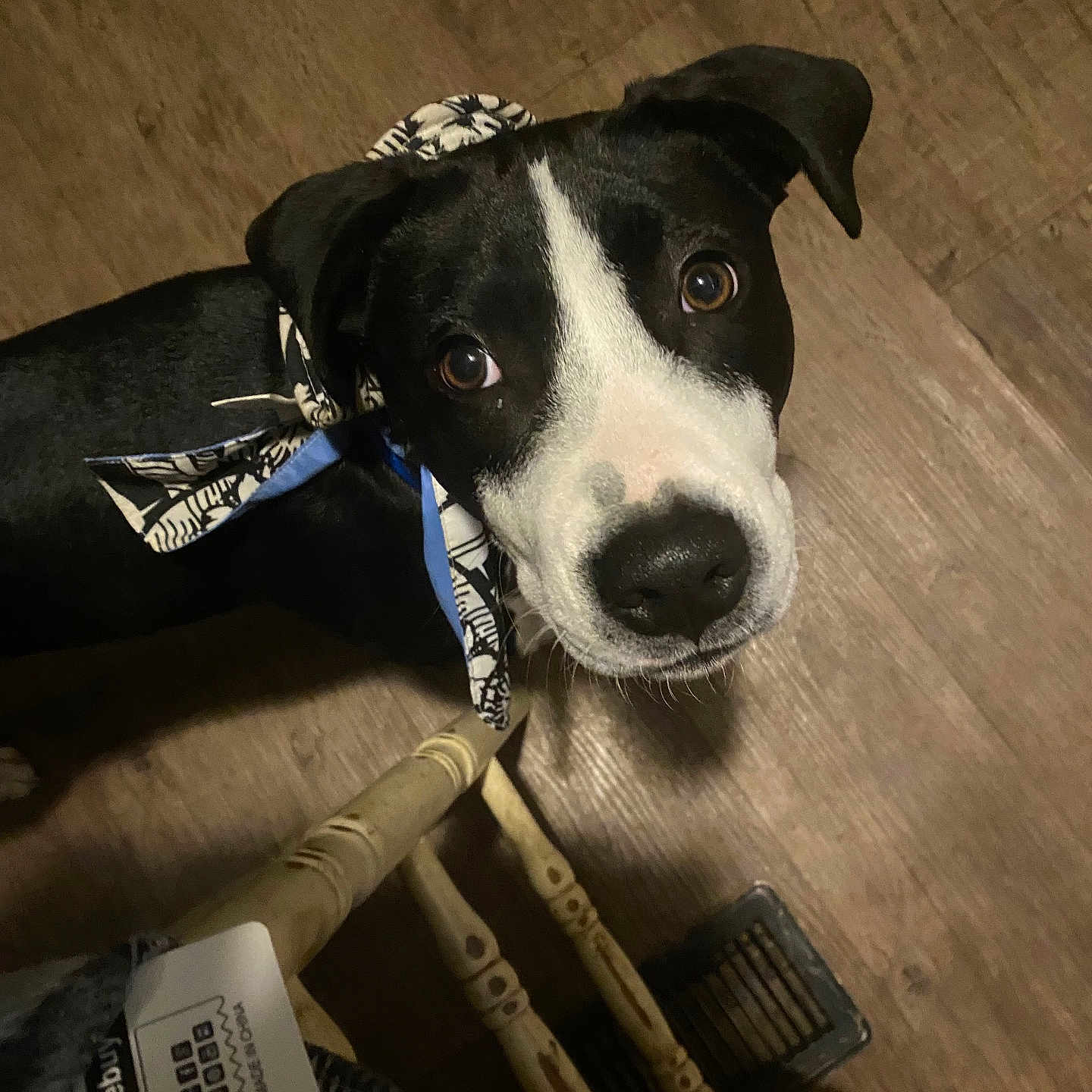 Breta joined the competition — help win amazing prizes! alert, animal, bandana, black_and_white, canine, chair_leg, close_up, companion, cute, dog, domestic_animal, ears, floor, foot, indoor, looking_up, pet, snout, wooden_floor, young_dog