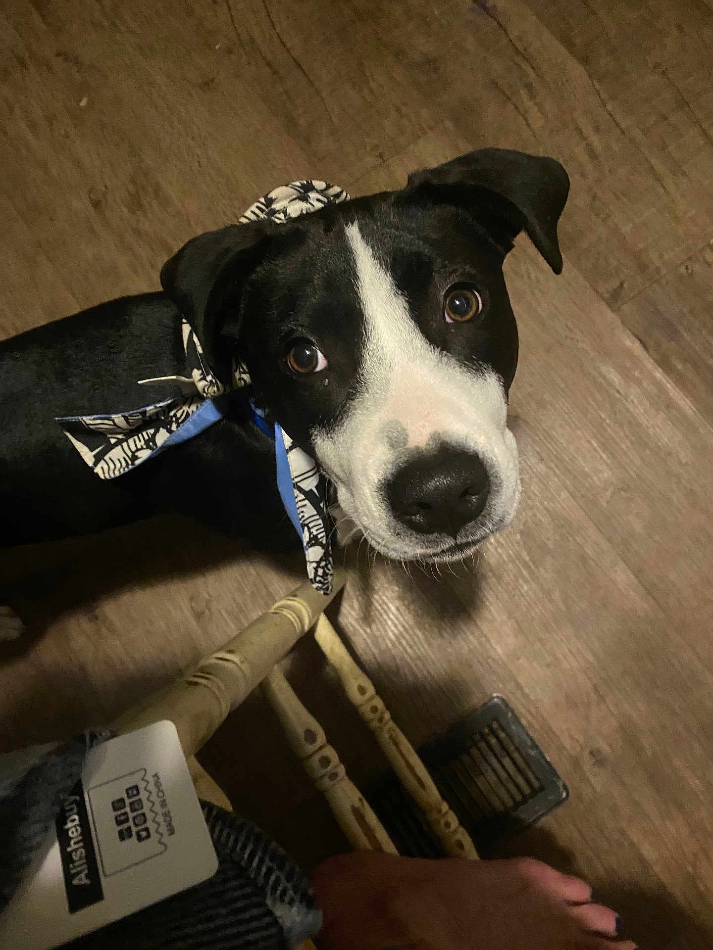 Breta joined the competition — help win amazing prizes! dog, black_and_white, bandana, pet, floor, wooden_floor, chair_leg, foot, indoor, looking_up, animal, canine, domestic_animal, close_up, cute, companion, young_dog, alert, snout, ears