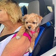 Skyler joined the competition — help win amazing prizes! puppy, dog, woman, car, seatbelt, shoulder, pink_collar, white_tank_top, seat, interior, fur, pet, animal, close_up, side_profile, resting, cute, scruffy, young_dog, travel