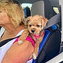 puppy, dog, woman, car, seatbelt, shoulder, pink_collar, white_tank_top, seat, interior, fur, pet, animal, close_up, side_profile, resting, cute, scruffy, young_dog, travel