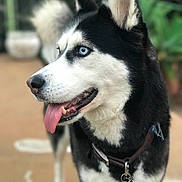 Skyy is registered to the contest to win money with this photo: alaskan_klee_kai, alaskan_malamute, canadian_eskimo_dog, carnivoran, dog, dog_breed, dog_breed_group, dog_like_mammal, east_siberian_laika, fauna, fur, karelian_bear_dog, lapponian_herder, miniature_siberian_husky, sakhalin_husky, seppala_siberian_sleddog, siberian_husky, sled_dog, snout, whiskers