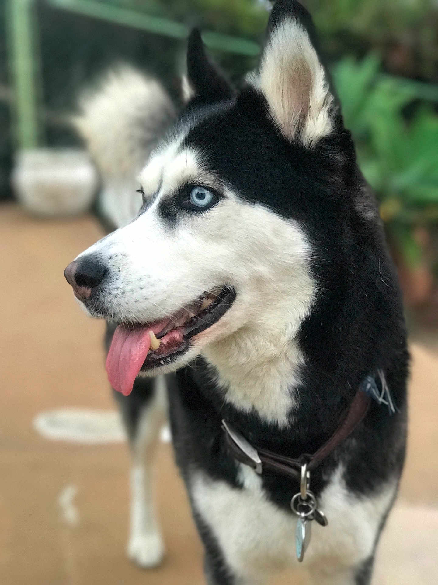 Skyy is registered to the contest to win money with this photo: alaskan_klee_kai, alaskan_malamute, canadian_eskimo_dog, carnivoran, dog, dog_breed, dog_breed_group, dog_like_mammal, east_siberian_laika, fauna, fur, karelian_bear_dog, lapponian_herder, miniature_siberian_husky, sakhalin_husky, seppala_siberian_sleddog, siberian_husky, sled_dog, snout, whiskers