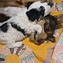 animal, bedroom, colorful, companion, cozy, cuddle, cute, dog, ears, expression, face, fur, indoor, patchwork, pet, playful, quilt, resting, snuggling, two_dogs