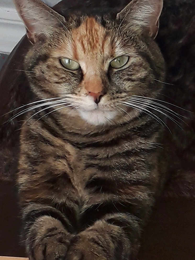 Reglisse a rejoint le concours — aidez-le/la à gagner de superbes lots ! cat, tabby, pet, whiskers, green_eyes, fur, animal, close_up, face, paws, domestic_cat, portrait, indoor, looking, feline, mammal, cute, resting, striped, focus