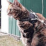 alert, animal, cat, closeup, curious, domestic_animal, feline, fur, grass, green_wall, harness, leash, nature, outdoor, perched, pet, side_view, sitting, tabby, whiskers
