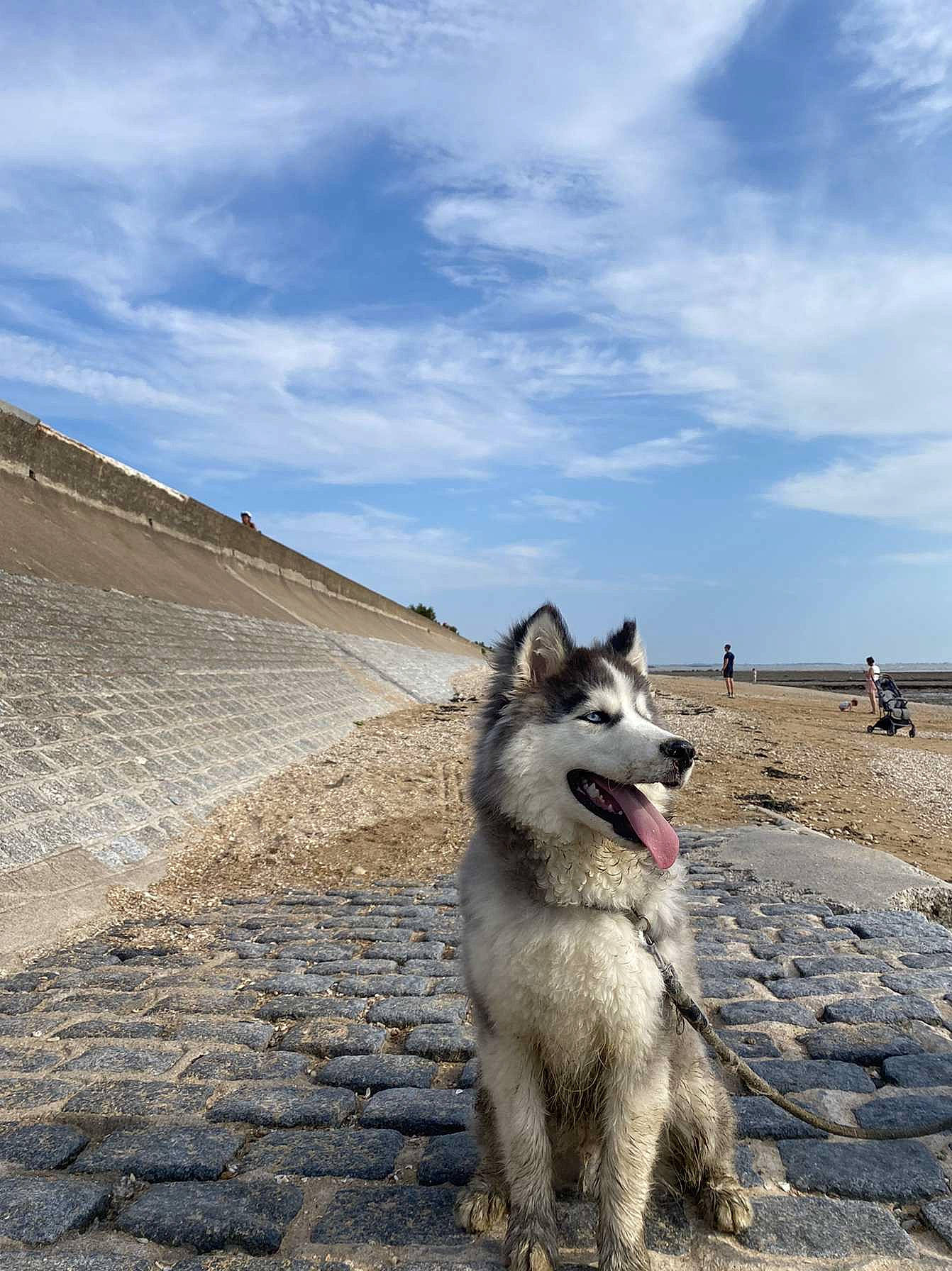 Mauí a rejoint le concours — aidez-le/la à gagner de superbes lots ! canidae, canis, carnivore, cloud, cumulus, dog, dog_breed, horizon, landscape, ocean, siberian_husky, sky, sled_dog, slope, soil, sporting_group, winter, working_animal, working_dog