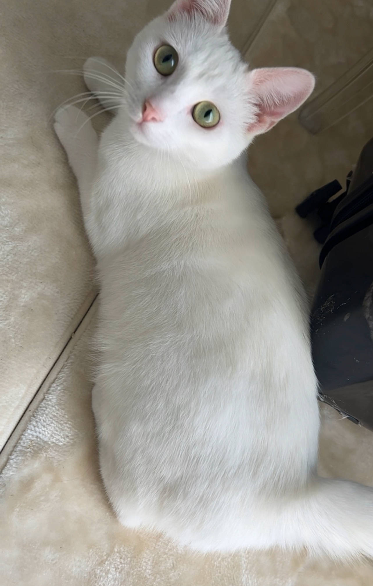 Hania participe au concours pour gagner de l'argent avec cette photo : carnivore, cat, comfort, domestic_short_haired_cat, felidae, fur, small_to_medium_sized_cats, snout, tail, terrestrial_animal, whiskers