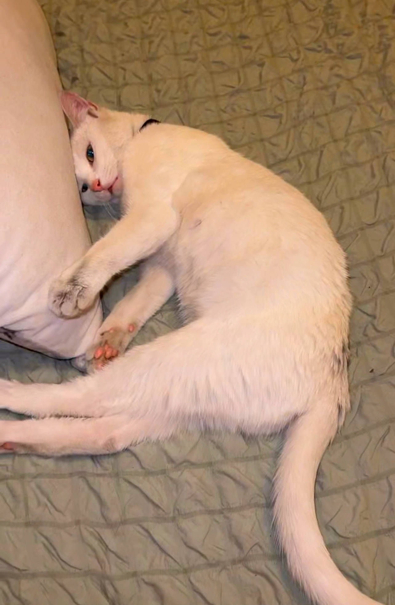 Hania participe au concours pour gagner de l'argent avec cette photo : canidae, carnivore, cat, claw, comfort, companion_dog, dog_breed, fang, fawn, felidae, foot, fur, human_leg, paw, small_to_medium_sized_cats, snout, sporting_group, tail, terrestrial_animal, whiskers