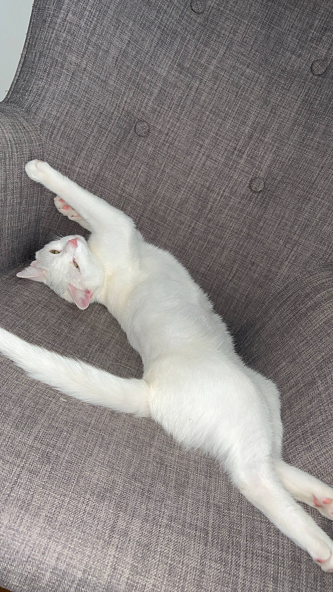 Hania a rejoint le concours — aidez-le/la à gagner de superbes lots ! canidae, carnivore, cat, claw, comfort, domestic_short_haired_cat, fawn, felidae, foot, fur, grey, human_leg, linens, nap, paw, sleep, small_to_medium_sized_cats, snout, tail, whiskers