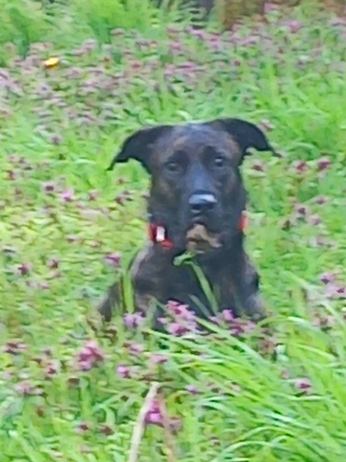 Layka a rejoint le concours — aidez-le/la à gagner de superbes lots ! borador, canidae, carnivore, companion_dog, dog, dog_breed, grass, grassland, groundcover, gun_dog, hunting_dog, liver, plant, prairie, shrub, snout, sporting_group, terrestrial_animal, working_animal, working_dog