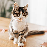 Peach participe au concours pour gagner de l'argent avec cette photo : animal, bows, cat, closeup, curious, cute, ears, feline, fur, indoor, kitten, paws, pet, pink, sitting, soft_light, tabby, whiskers, wooden_table, young