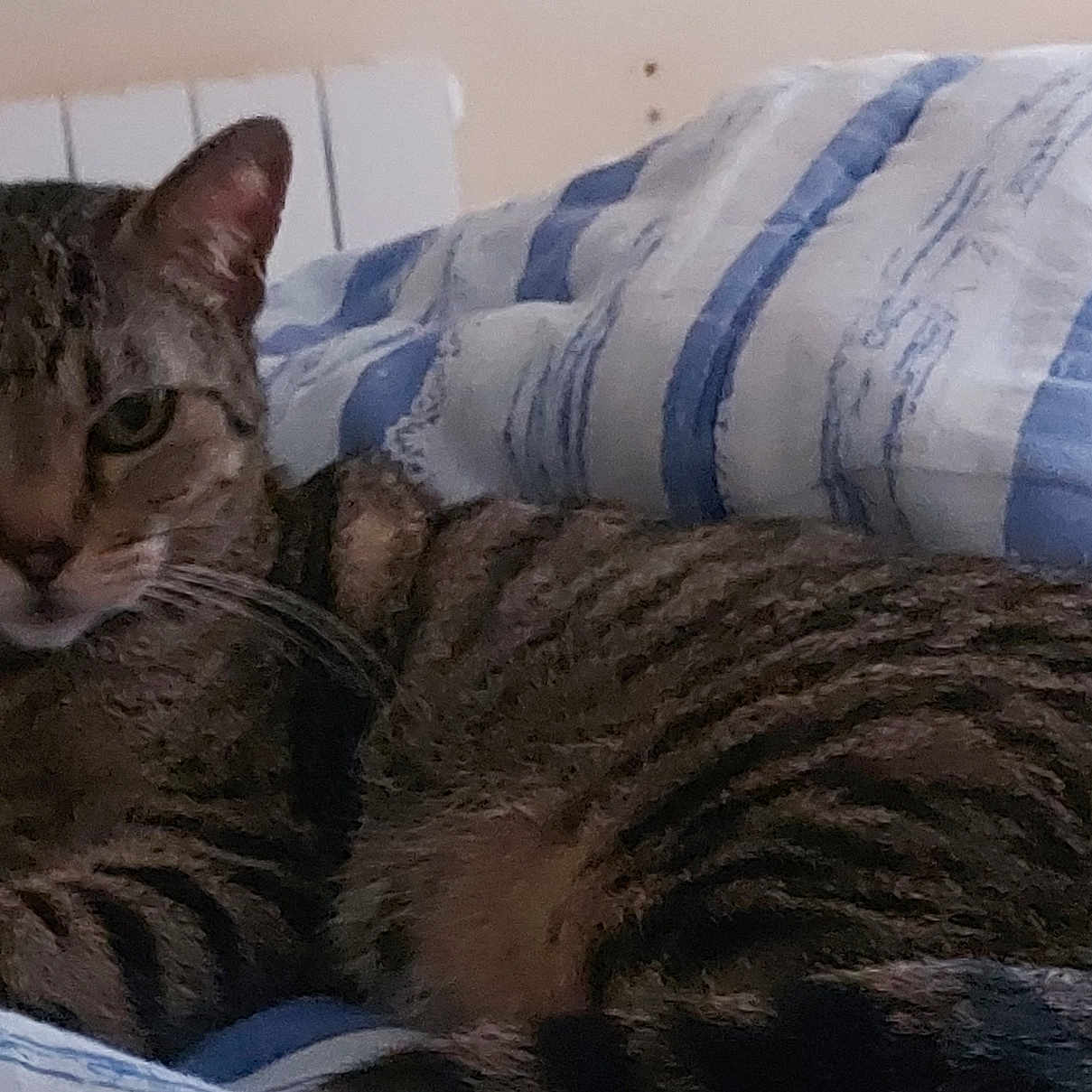 Mia a rejoint le concours — aidez-le/la à gagner de superbes lots ! animal, bed, blanket, cat, comfort, cozy, cute, ears, eyes, feline, fur, home, indoor, pet, relaxed, resting, striped, striped_blanket, tabby, whiskers