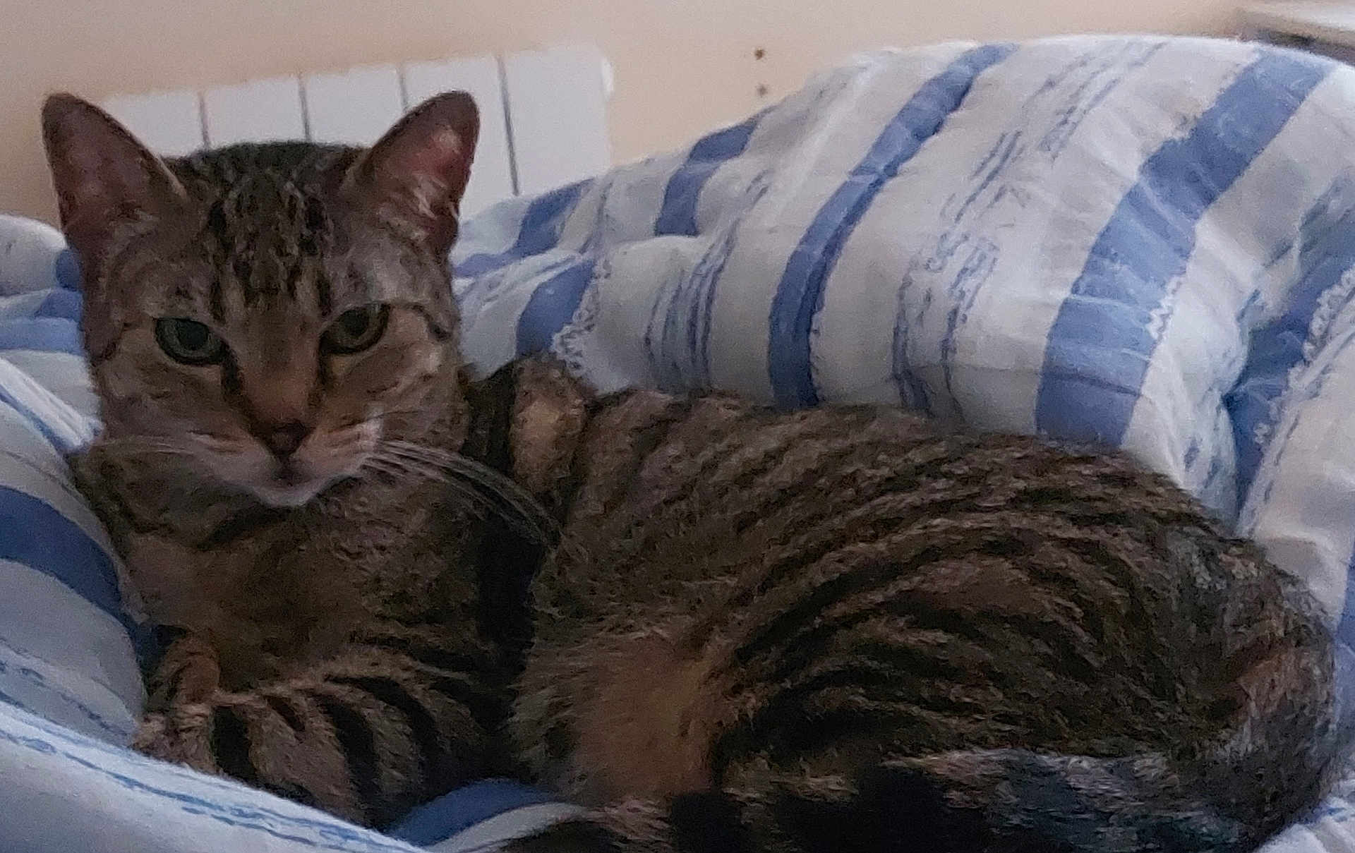 Mia