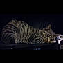 Mia participe au concours pour gagner de l'argent avec cette photo : animal, cat, closeup, collar, contemplative, dark_background, domestic_cat, ears, feline, fur, indoor, lying_down, pet, quiet, resting, side_view, sleepy, striped, tabby, whiskers