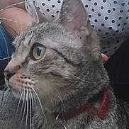 Mia participe au concours pour gagner de l'argent avec cette photo : animal, background_blur, cat, close_up, collar, curious, domestic_cat, fur, green_eyes, nature, outdoor, person, pet, polka_dot, portrait, shirt, side_profile, sitting, tabby_cat, whiskers