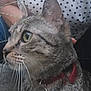 animal, background_blur, cat, close_up, collar, curious, domestic_cat, fur, green_eyes, nature, outdoor, person, pet, polka_dot, portrait, shirt, side_profile, sitting, tabby_cat, whiskers