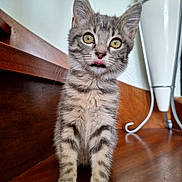 Popy a rejoint le concours — aidez-le/la à gagner de superbes lots ! kitten, cat, tabby, fur, tongue_out, wooden_surface, indoor, curious, pet, whiskers, ears, eyes, animal, cute, small, feline, young, standing, domestic, background