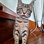 animal, background, cat, curious, cute, domestic, ears, eyes, feline, fur, indoor, kitten, pet, small, standing, tabby, tongue_out, whiskers, wooden_surface, young