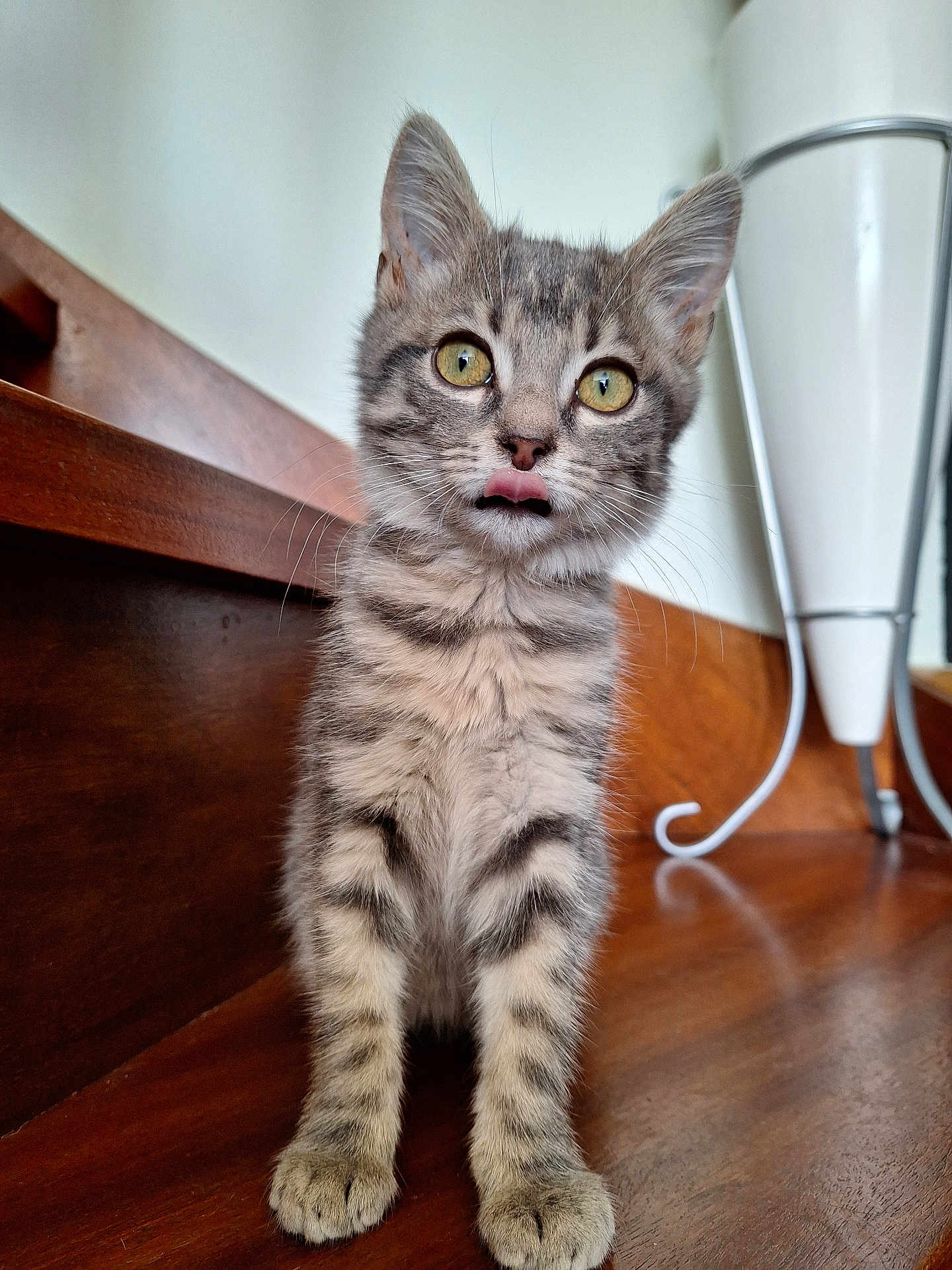 Popy a rejoint le concours — aidez-le/la à gagner de superbes lots ! kitten, cat, tabby, fur, tongue_out, wooden_surface, indoor, curious, pet, whiskers, ears, eyes, animal, cute, small, feline, young, standing, domestic, background