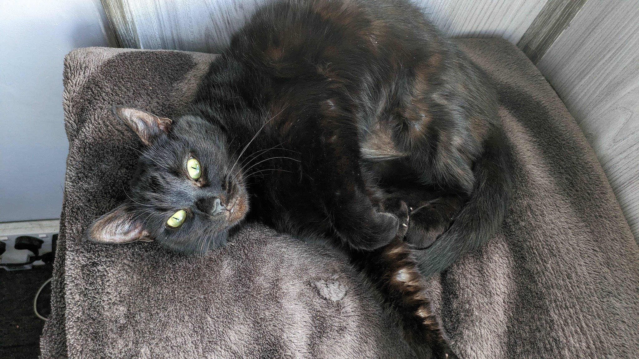 Kisses is registered to the contest to win money with this photo: black_cat, bombay, carnivore, cat, claw, comfort, couch, domestic_short_haired_cat, felidae, fur, grey, paw, small_to_medium_sized_cats, tail, terrestrial_animal, whiskers