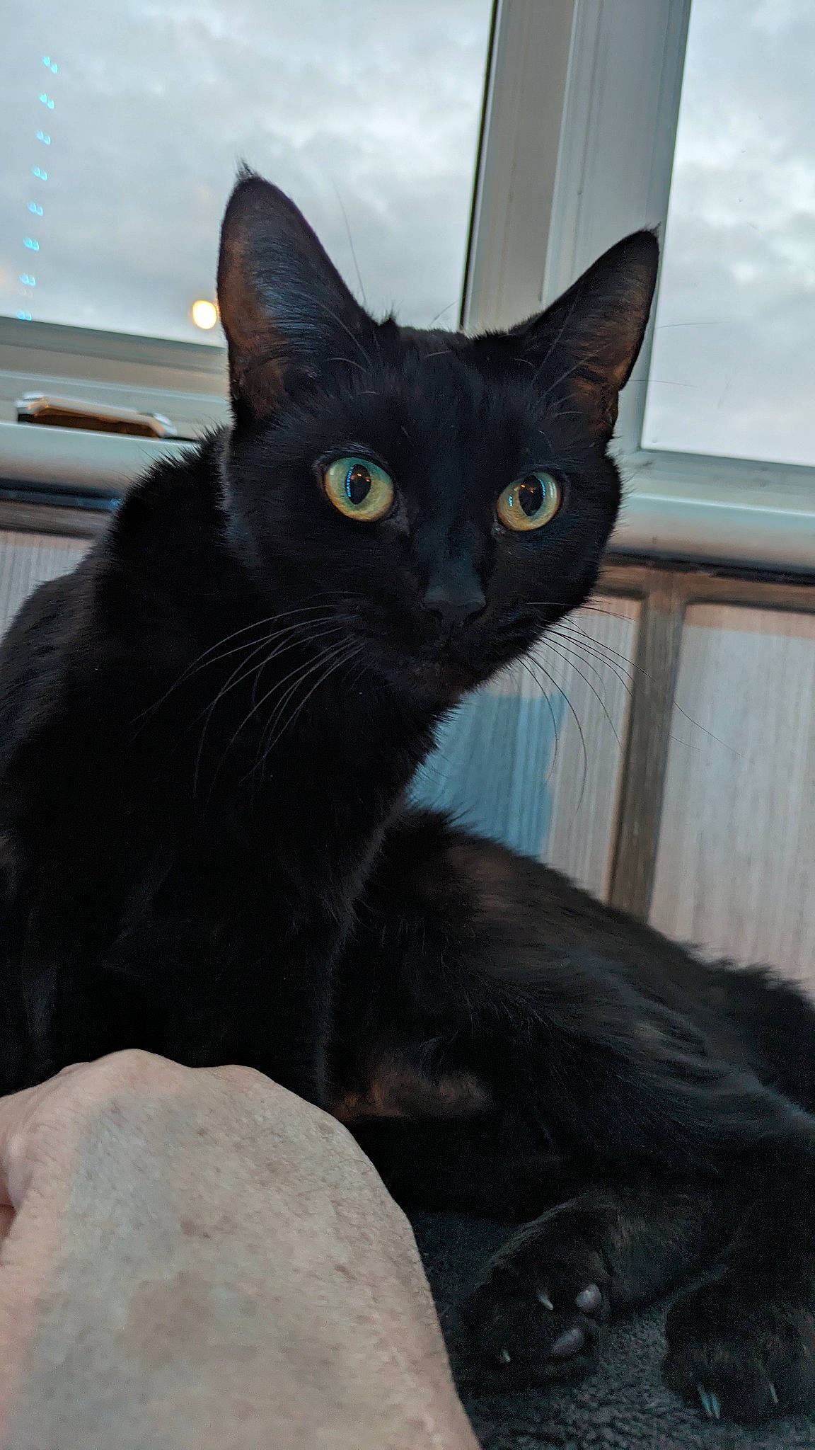 Kisses is registered to the contest to win money with this photo: black_cat, carnivore, cat, cloud, domestic_short_haired_cat, electric_blue, felidae, fur, havana_brown, iris, small_to_medium_sized_cats, snout, terrestrial_animal, whiskers, window