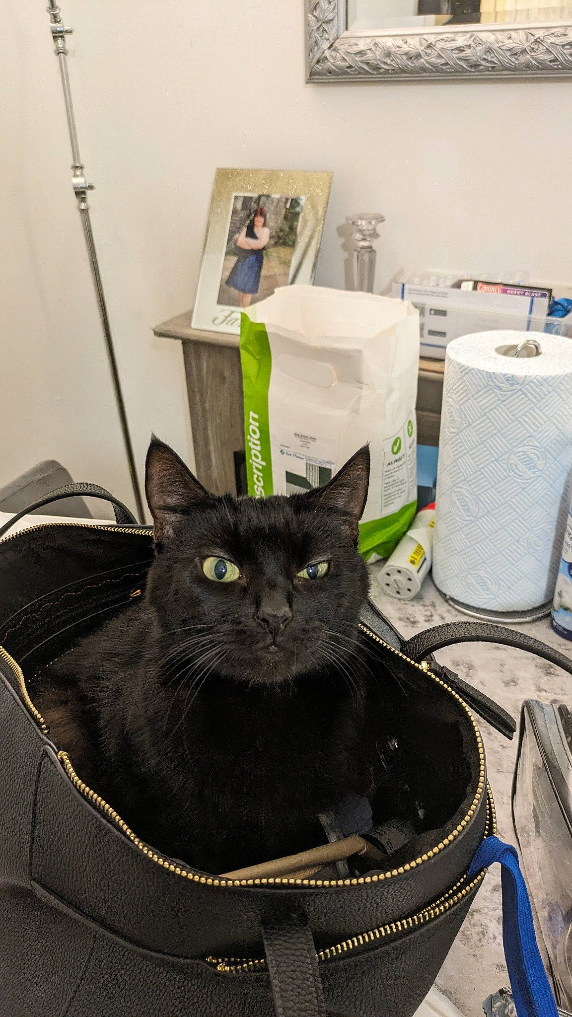 Kisses joined the competition — help win amazing prizes! bag, black_cat, bombay, box, carnivore, cat, comfort, domestic_short_haired_cat, felidae, household_supply, luggage_and_bags, paper_product, paper_towel, pet_supply, picture_frame, plumbing_fixture, room, small_to_medium_sized_cats, toilet_paper, whiskers