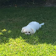 Hélia a rejoint le concours — aidez-le/la à gagner de superbes lots ! bichon, bichon_frise, bolognese, carnivoran, companion_dog, coton_de_tulear, dog, dog_breed, dog_breed_group, dog_like_mammal, grass, havanese, maltese, non_sporting_group, puppy