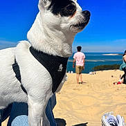 Kiko a rejoint le concours — aidez-le/la à gagner de superbes lots ! dog, chihuahua, small_dog, pet, harness, beach, sand, ocean, blue_sky, portrait, sitting, paw, sneaker, shoe, person, human, horizon, sunny, outdoor, vacation