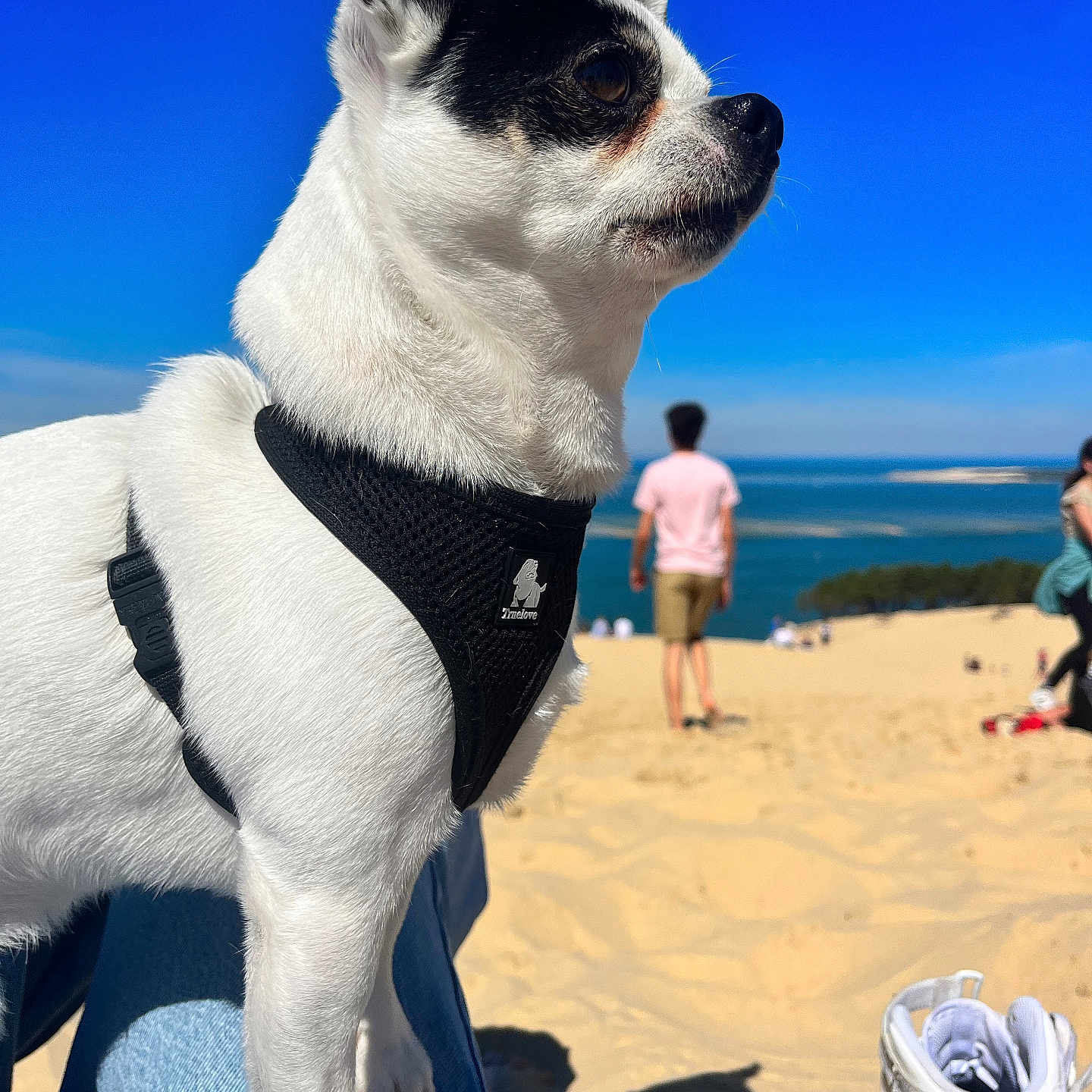 Kiko