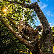 Zya a rejoint le concours — aidez-le/la à gagner de superbes lots ! cat, tree, branch, sunlight, green_leaves, blue_sky, outdoor, nature, animal, fluffy, alert, curious, fur, wildlife, daylight, park, pet, mammal, sunshine, adventure