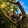 cat, tree, branch, sunlight, green_leaves, blue_sky, outdoor, nature, animal, fluffy, alert, curious, fur, wildlife, daylight, park, pet, mammal, sunshine, adventure