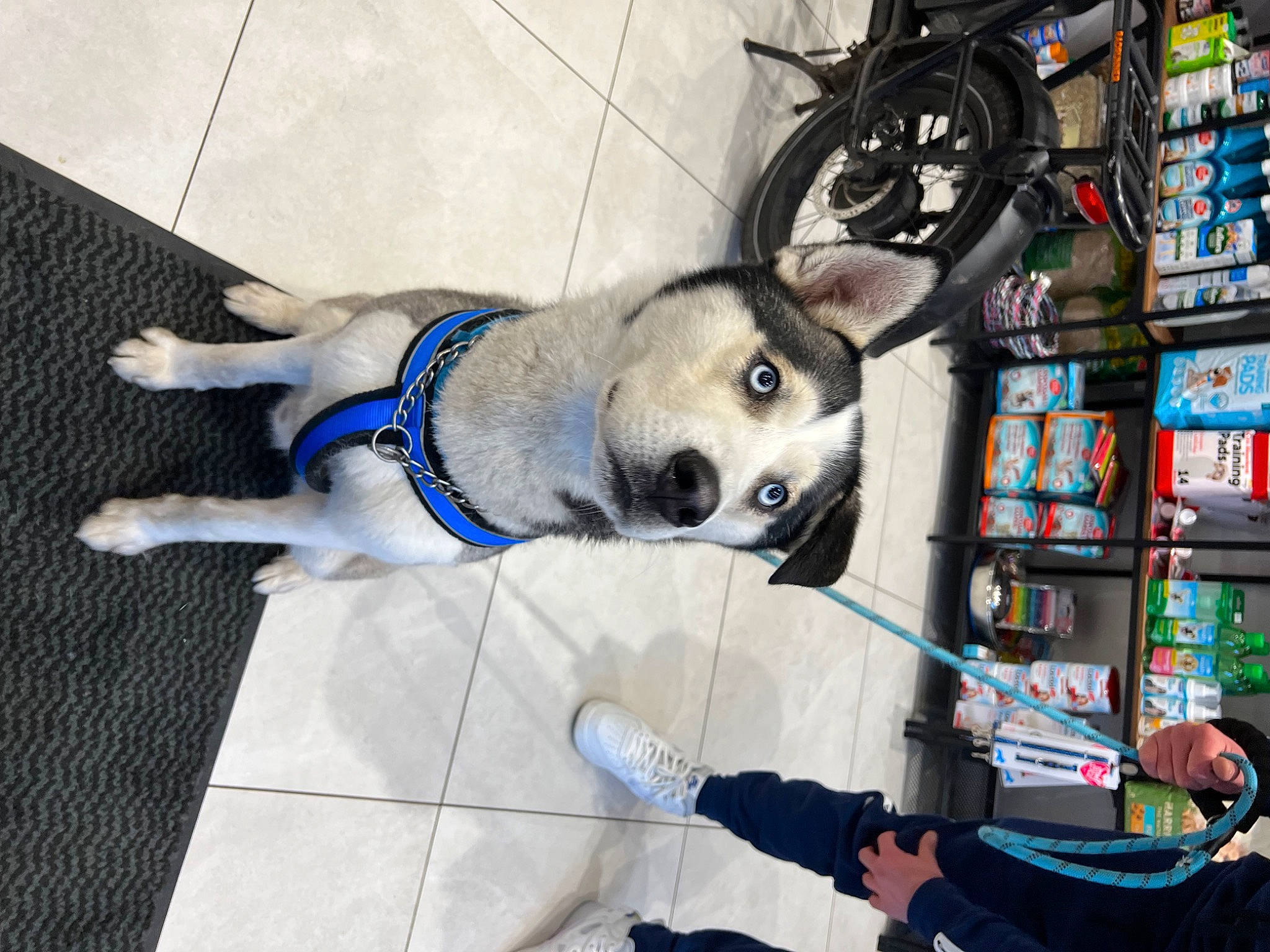Kyro is registered to the contest to win money with this photo: canidae, carnivore, companion_dog, dog, dog_breed, dog_supply, flooring, fur, machine, non_sporting_group, paw, siberian_husky, sled_dog, snout, sporting_group, working_animal, working_dog