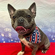 Jagger Kennedy is registered to the contest to win money with this photo: animal, bandana, bokeh, closeup, colorful, dog, ears, french_bulldog, happy, open_mouth, patriotic, pet, photography, portrait, red_blanket, sitting, smiling, stars_and_stripes, studio, tongue