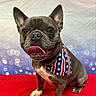 animal, bandana, bokeh, closeup, colorful, dog, ears, french_bulldog, happy, open_mouth, patriotic, pet, photography, portrait, red_blanket, sitting, smiling, stars_and_stripes, studio, tongue
