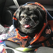 Dolce joined the competition — help win amazing prizes! car, carnivoran, companion_dog, dog, dog_breed, dog_like_mammal, mammal, pug, snout, toy_dog, vertebrate