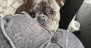 Jagger is registered to the contest to win money with this photo: animal, close_up, cozy, curious, cushion, cute, dog, ears, eyes, face, french_bulldog, furniture, gray, home, indoor, looking, nose, pet, resting, sofa