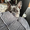 animal, close_up, cozy, curious, cushion, cute, dog, ears, eyes, face, french_bulldog, furniture, gray, home, indoor, looking, nose, pet, resting, sofa
