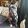 Jagger joined the competition — help win amazing prizes! animal, blanket, brown_eyes, canine, comfort, companion, couch, cushion, decor, dog, ears, face, french_bulldog, fur, harness, household, indoor, looking, pet, sitting