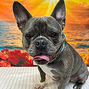 Jagger is registered to the contest to win money with this photo: animal, background, bright, carpet, close_up, colorful, cute, dog, flowers, french_bulldog, happy, indoor, ocean, pet, portrait, smiling, sun_rays, sunset, tongue_out, water