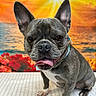 animal, background, bright, carpet, close_up, colorful, cute, dog, flowers, french_bulldog, happy, indoor, ocean, pet, portrait, smiling, sun_rays, sunset, tongue_out, water
