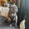 Jagger joined the competition — help win amazing prizes! animal, brown, couch, cozy, curtain, dog, ears, fabric, floor, french_bulldog, harness, home_decor, indoor, lamp, looking_away, pet, pillow, sitting, voyager, white
