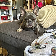 Jagger joined the competition — help win amazing prizes! animal, blanket, brown, clothing, couch, dog, ears, face, floor, french_bulldog, furniture, gray, home_decor, indoor, living_room, paw, pet, pillow, relaxed, shelf