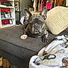 animal, blanket, brown, clothing, couch, dog, ears, face, floor, french_bulldog, furniture, gray, home_decor, indoor, living_room, paw, pet, pillow, relaxed, shelf